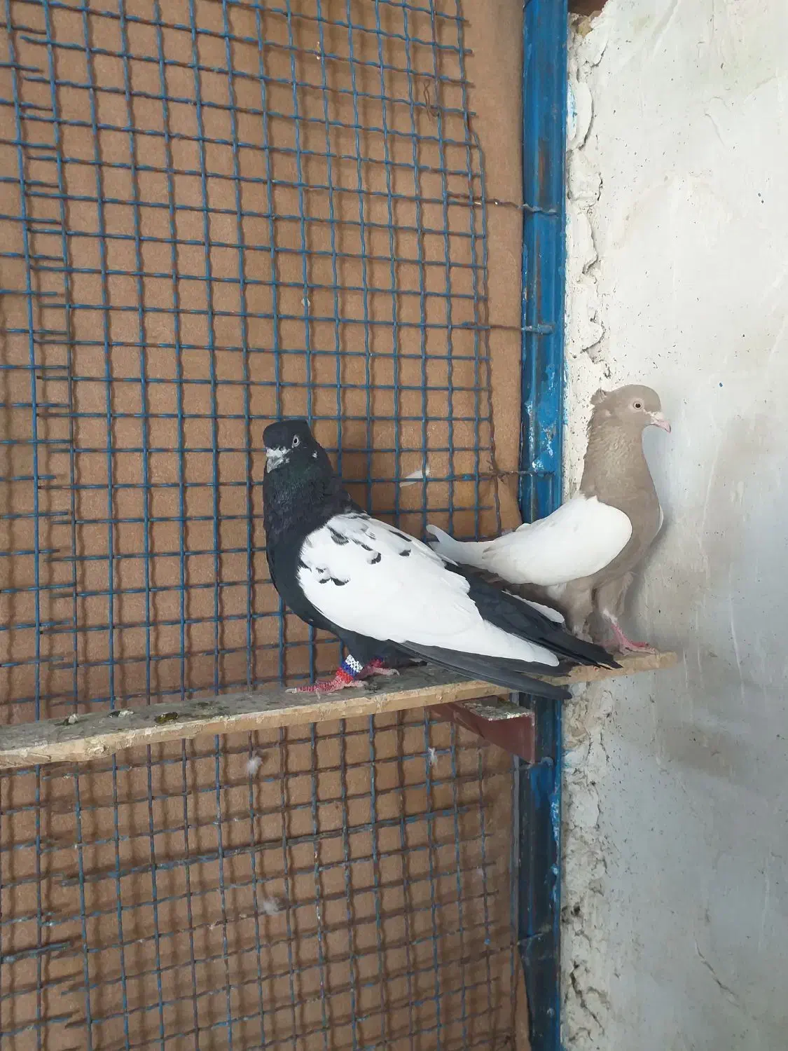 کفتر سینه|پرنده|شیراز, گلشن|دیوار