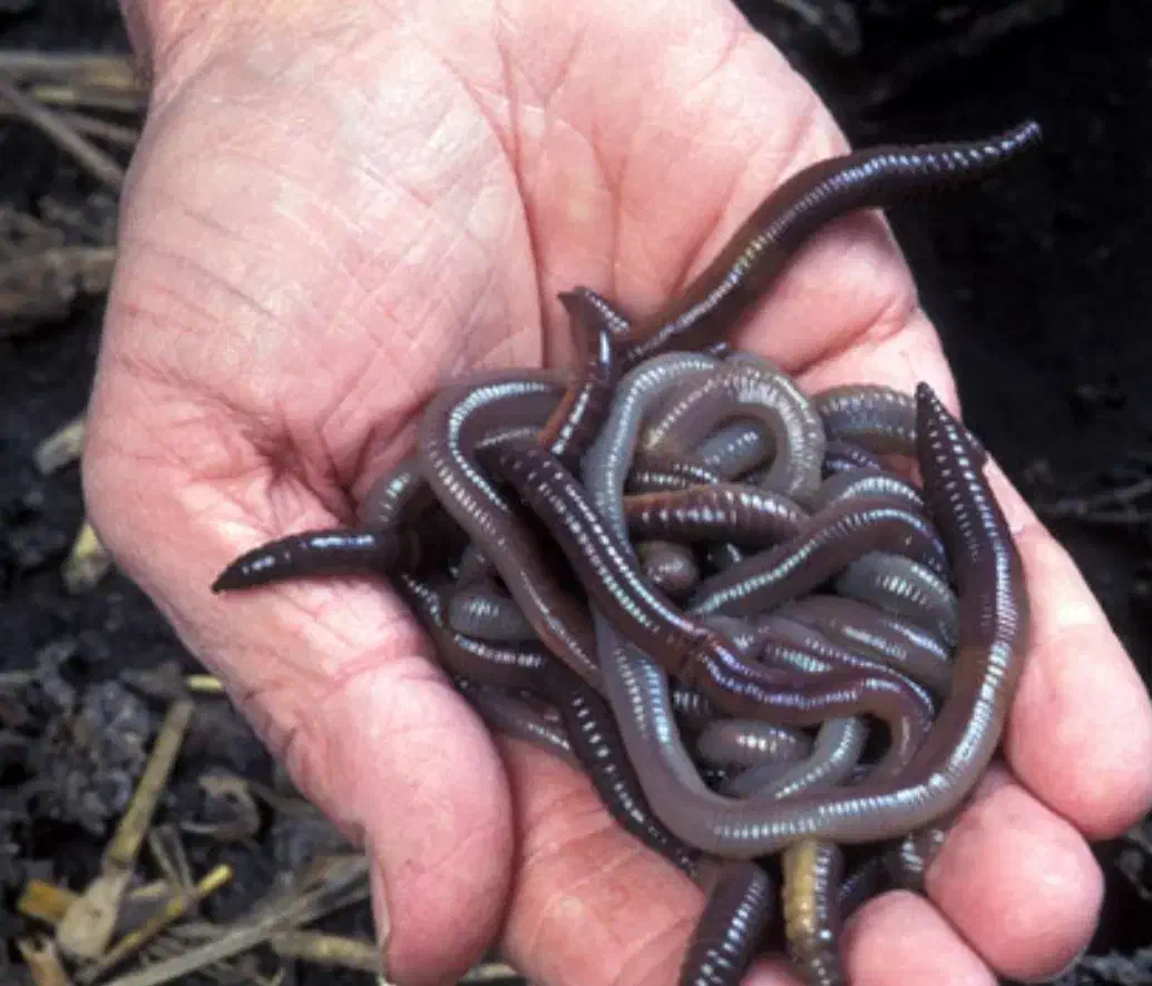 کرم خاکی برا ماهیگیری|ماهیگیری|تبریز, |دیوار