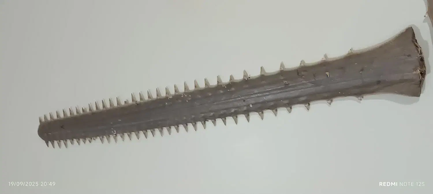 اره ماهی قدیمی|کلکسیون و سرگرمی|شهرکرد, |دیوار