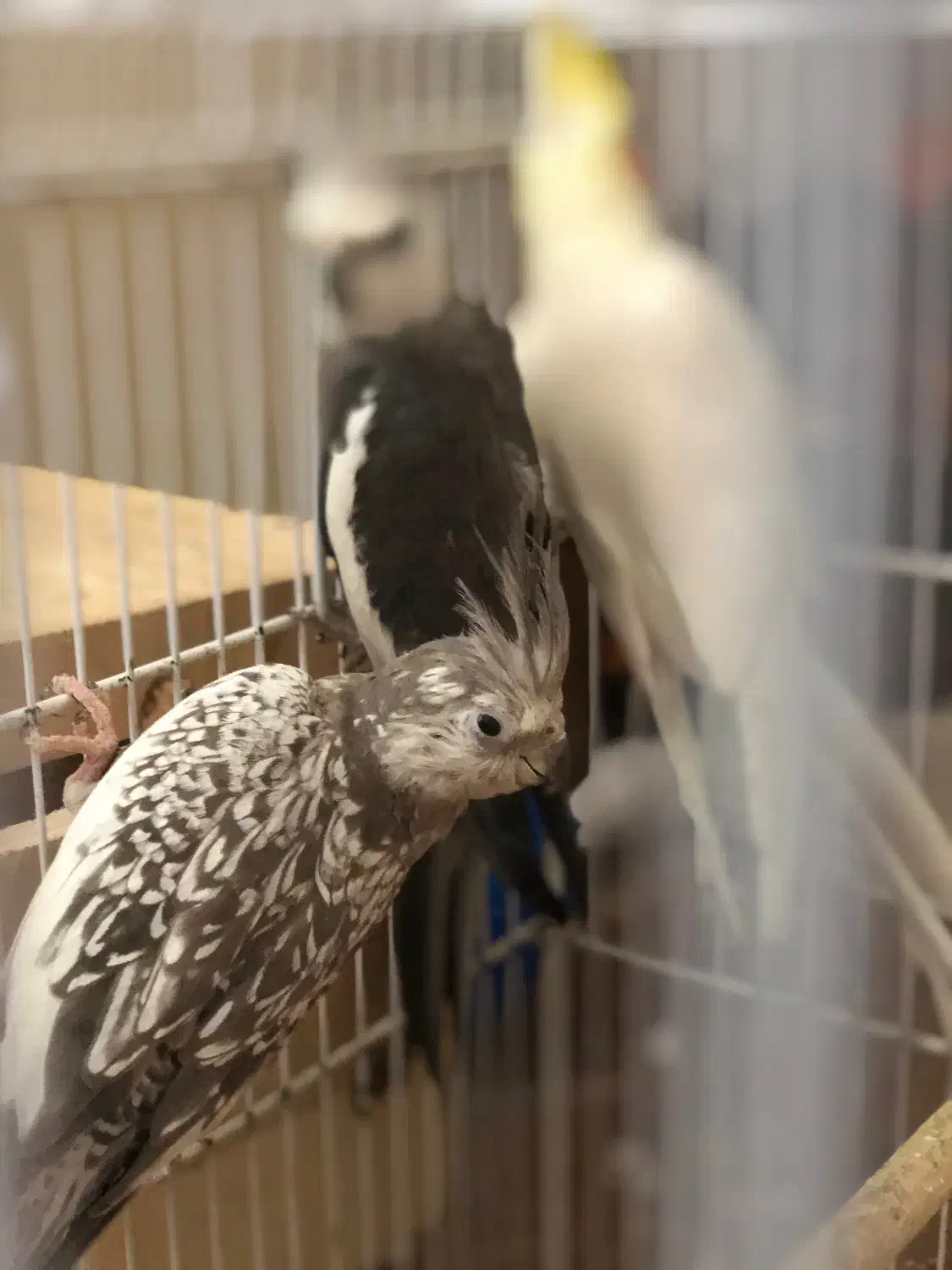 ۳تا عروس هلندی|پرنده|بندر گناوه, |دیوار