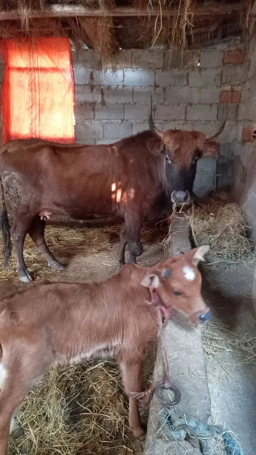 گاو دورگ محلی باگوساله نر|حیوانات مزرعه|شیرگاه, |دیوار