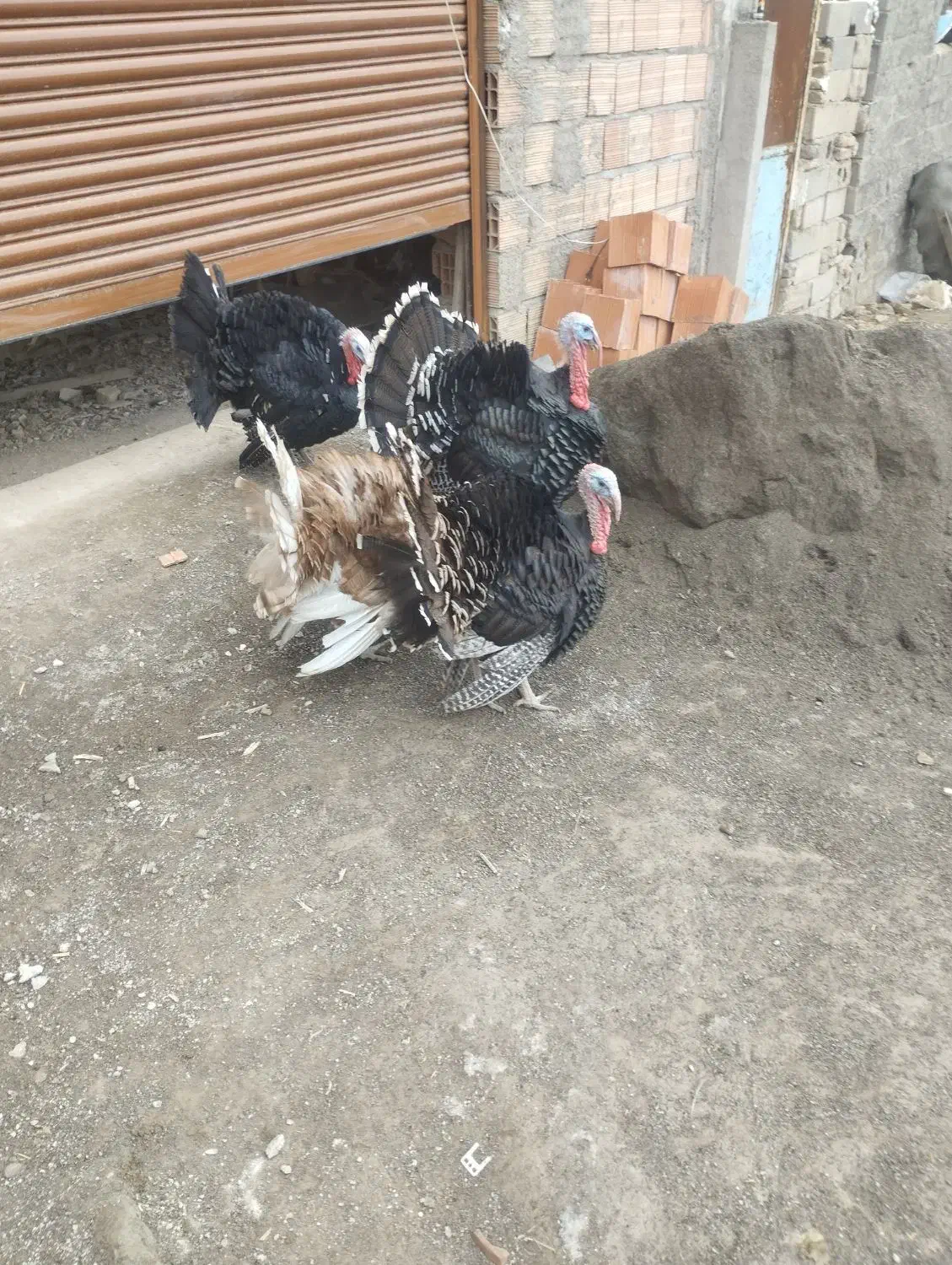 ۴عدد.بقلمو.نر.حدود۶.کیلو|حیوانات مزرعه|گرگان, |دیوار