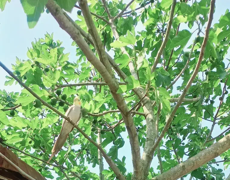 مرغ عشق بالغ و عروس هلندی بالغ|پرنده|اطاقور, |دیوار