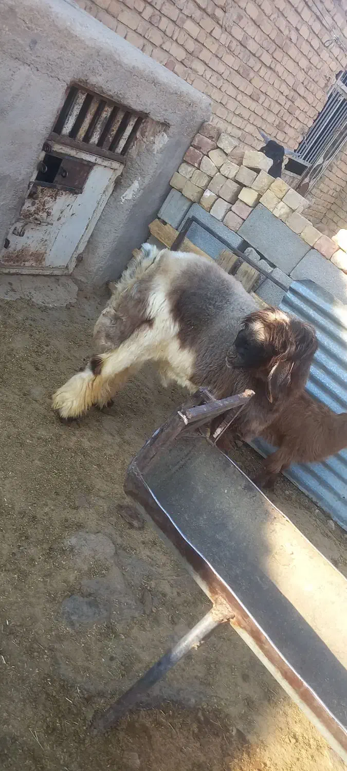 بره قوچی|حیوانات مزرعه|مرودشت, ژیان|دیوار