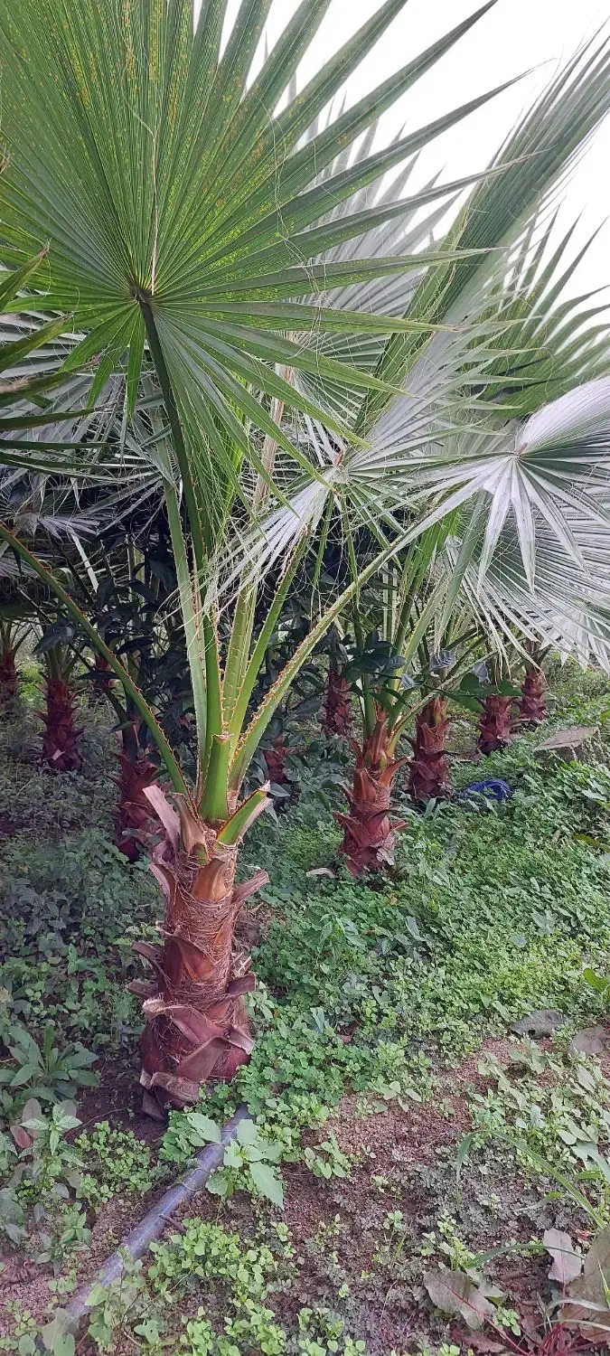 پالم|گل و گیاه طبیعی|رودسر, |دیوار