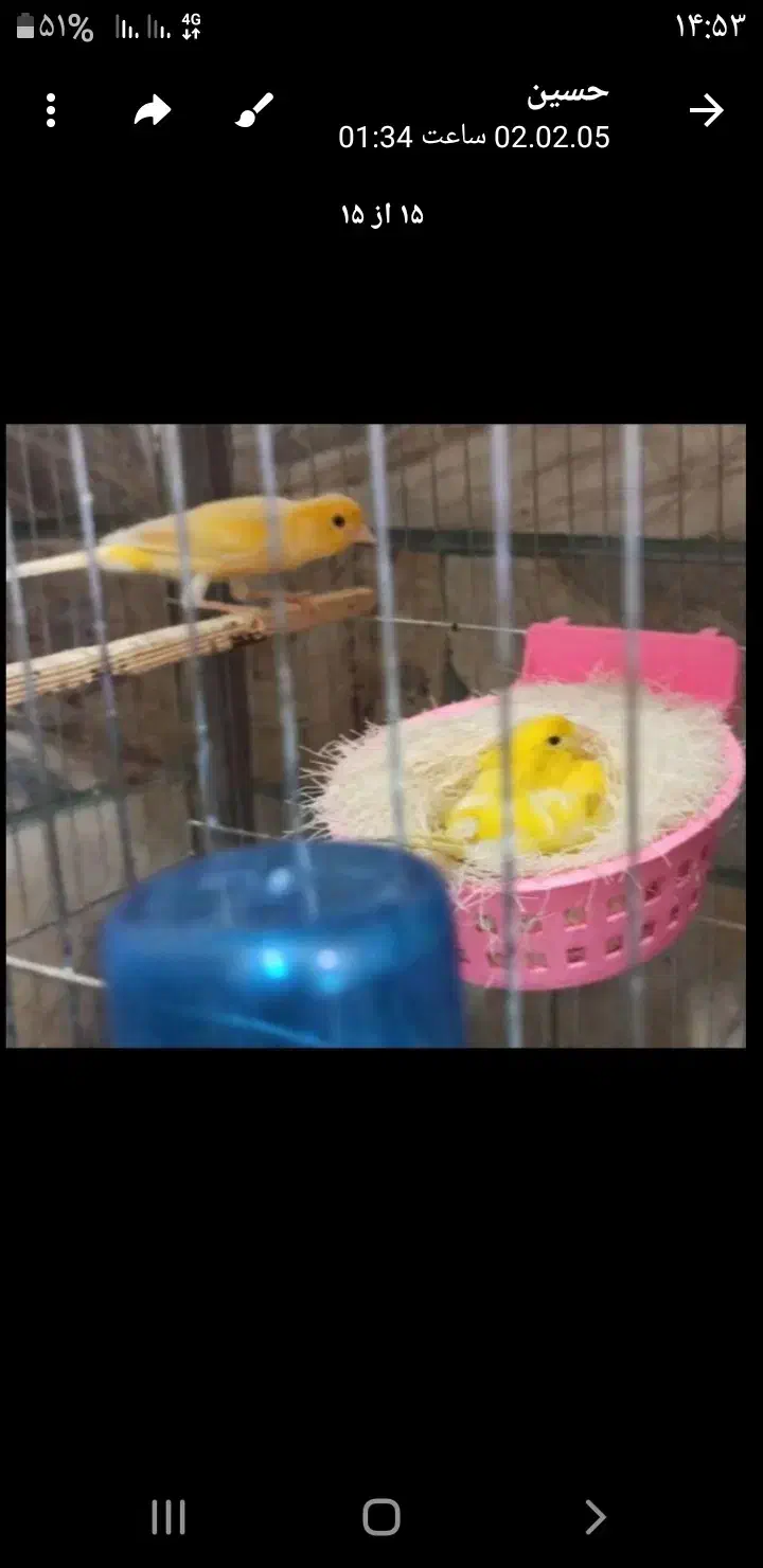 یک جفت قناری|پرنده|قم, ولیعصر|دیوار