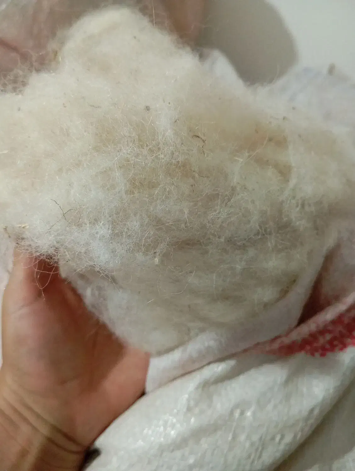 پشم|رختخواب، بالش، پتو|سنندج, |دیوار