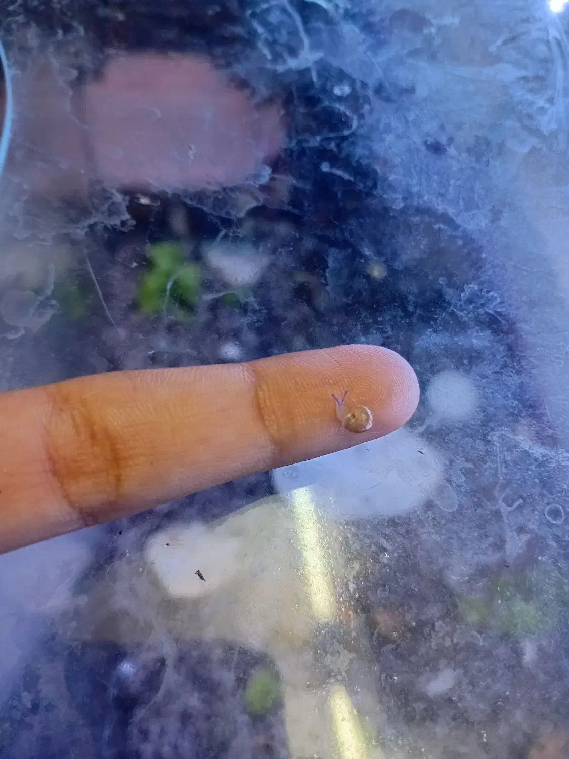 چند عدد بچه حلزون|خزنده|کاشان, شهرک ۲۲ بهمن|دیوار