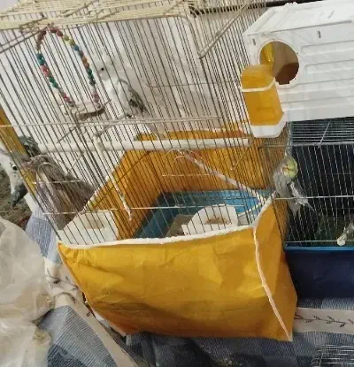 جفت عروس آلبینو مولد|پرنده|سیرجان, |دیوار