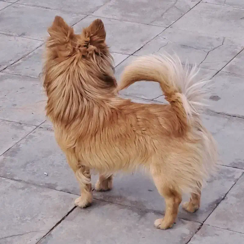 واگذاری سگ نر سن دوسال واکسن خورده|سگ|زرند, |دیوار