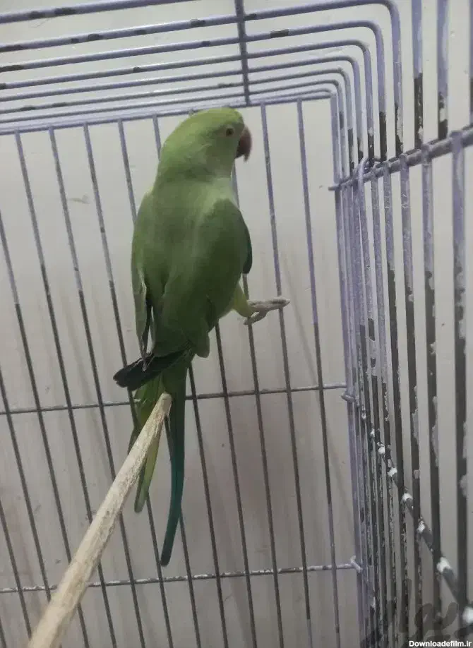 طوطی ملنگو|پرنده|رامسر, |دیوار