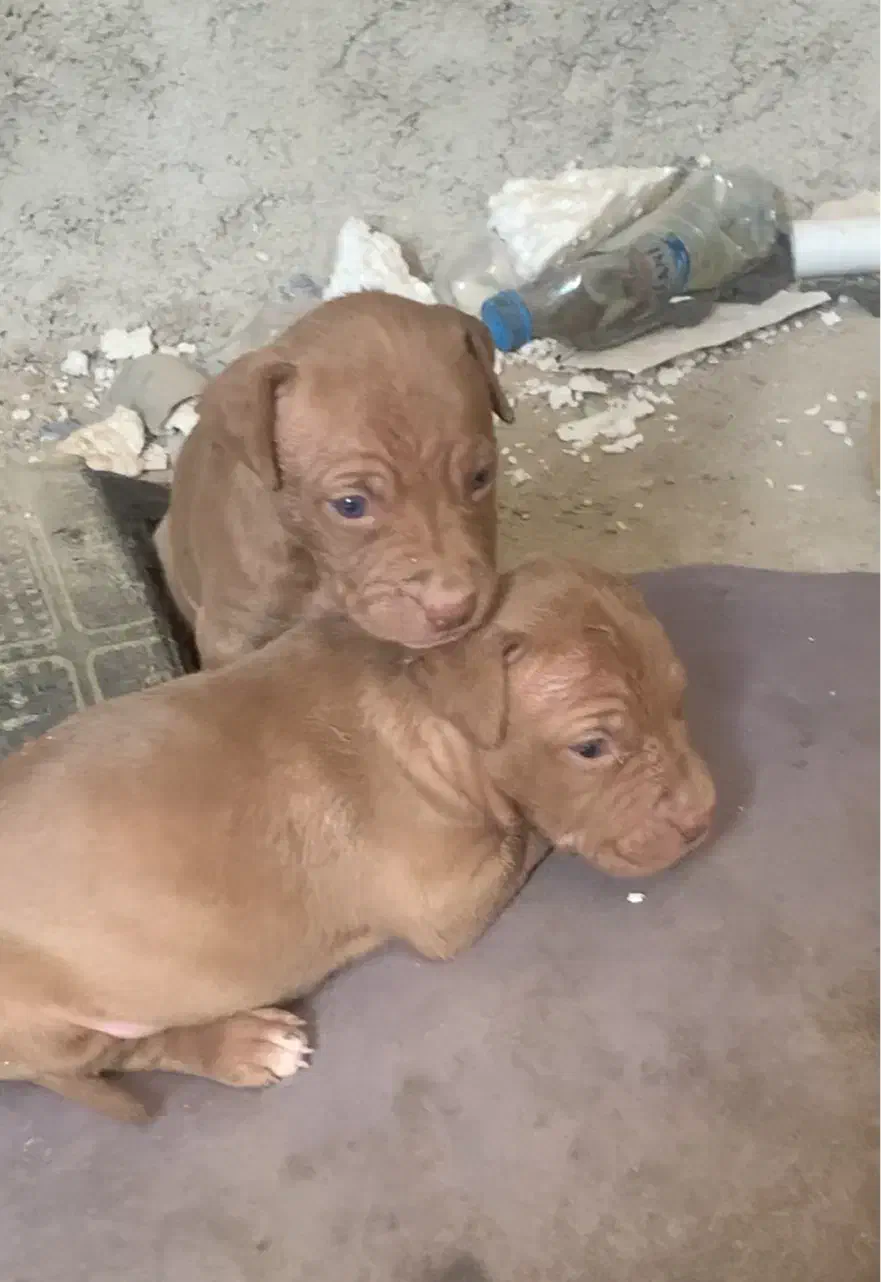 پیتبول اصیل نر سه عدد|سگ|رباط‌کریم, حصار مهتر|دیوار