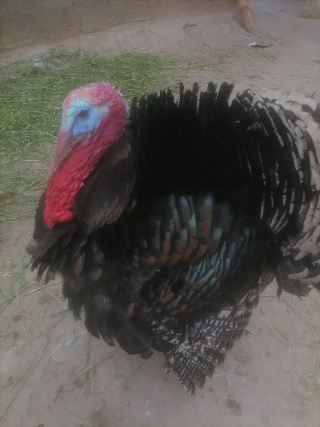 انواع بوقلمومرغ ،خروس،مرغ لاریم هست|حیوانات مزرعه|اسدآباد, |دیوار