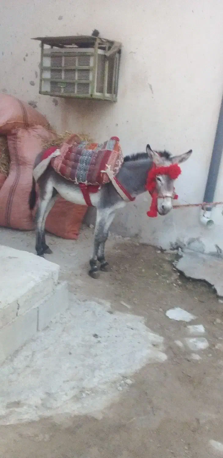 الاغ نر جوان|حیوانات مزرعه|عسلویه, |دیوار