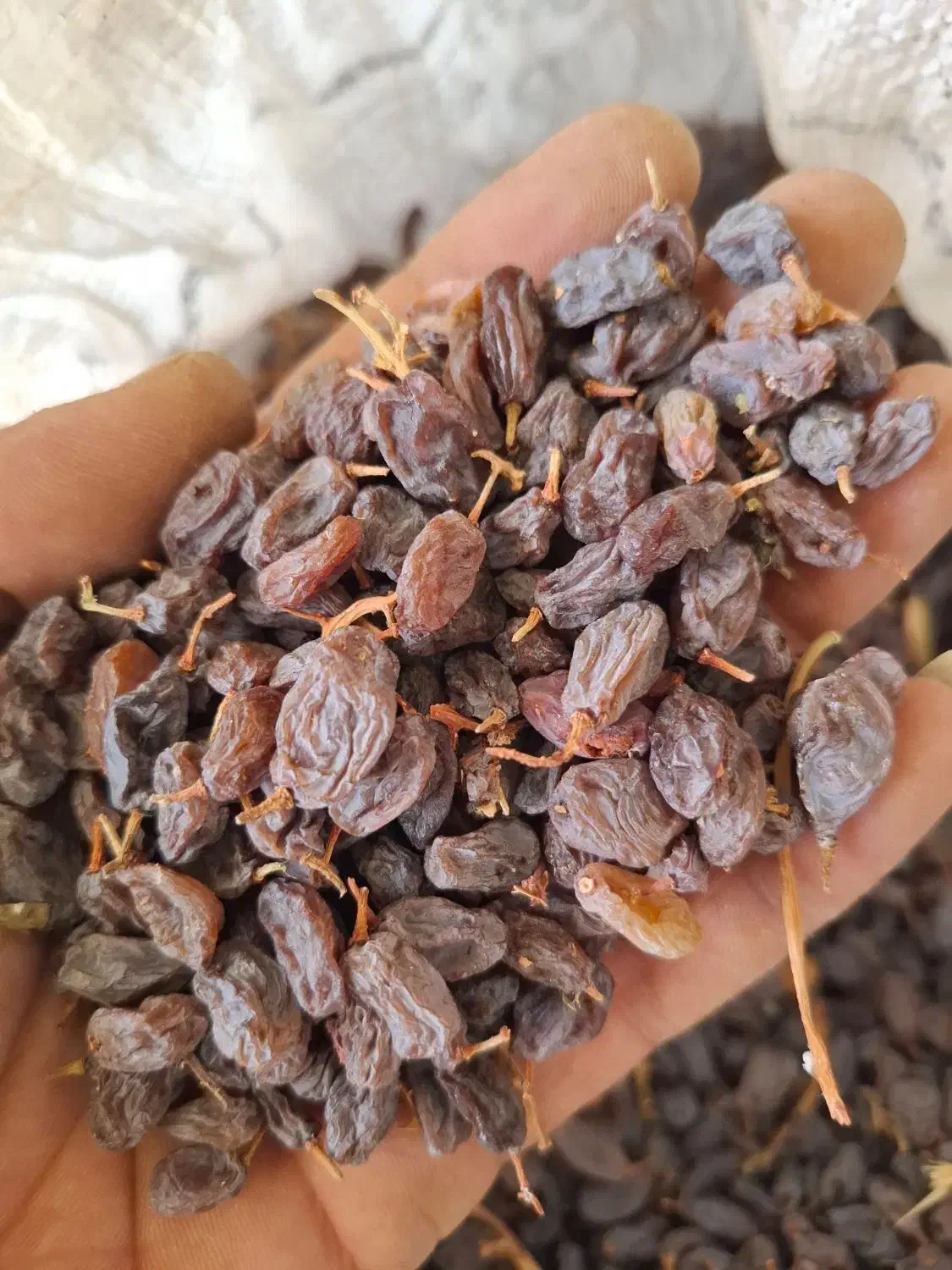 کشمش آفتابی بوانات|خوردنی و آشامیدنی|بوانات, |دیوار