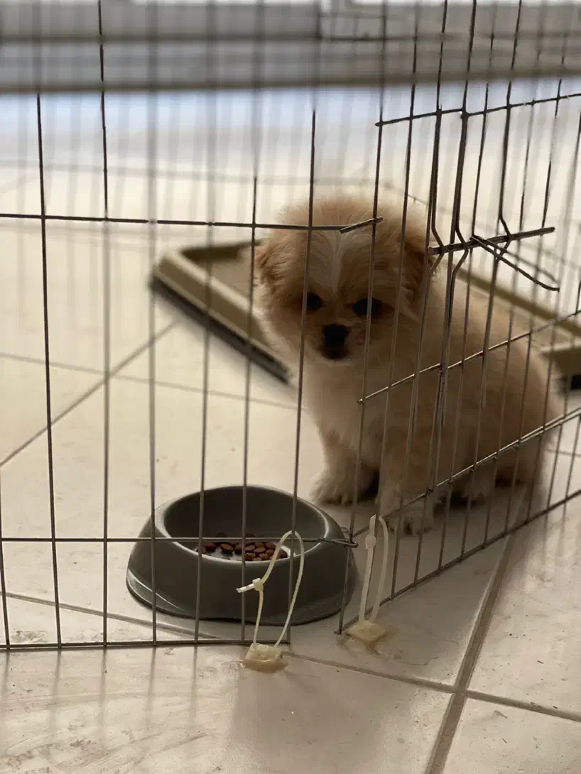 سگ پامرپیکینز،سگ ریز،سگ کوچولو،سگ فنجونی|سگ|اصفهان, احمدآباد|دیوار