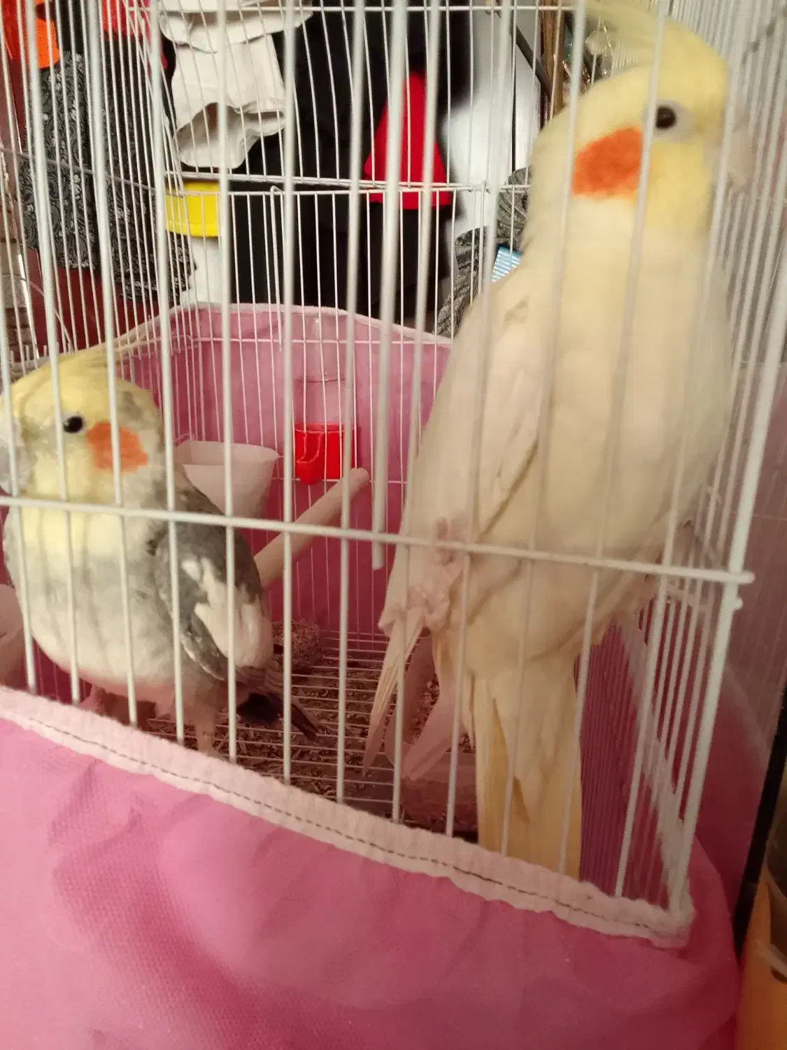 عروس هلندی|پرنده|الوند, |دیوار