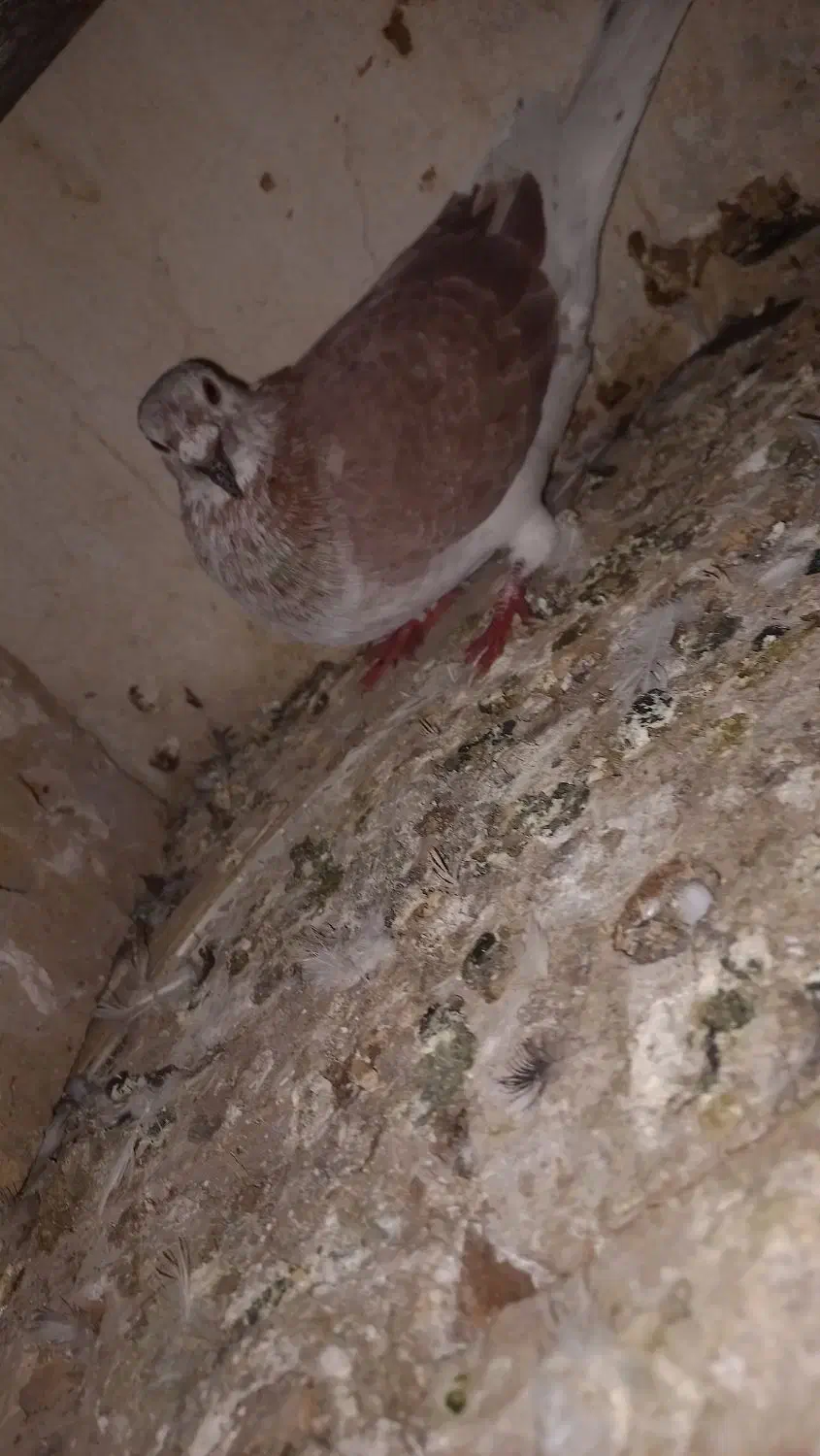 افشون سوسکی کفتر گرفتنی|پرنده|نیشابور, شهرک رضوی|دیوار