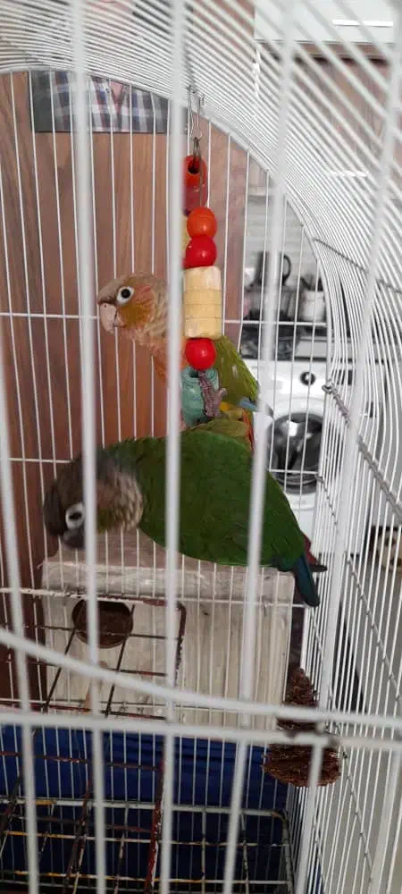 گرینچیک مولد|پرنده|کرج, کرج نو|دیوار