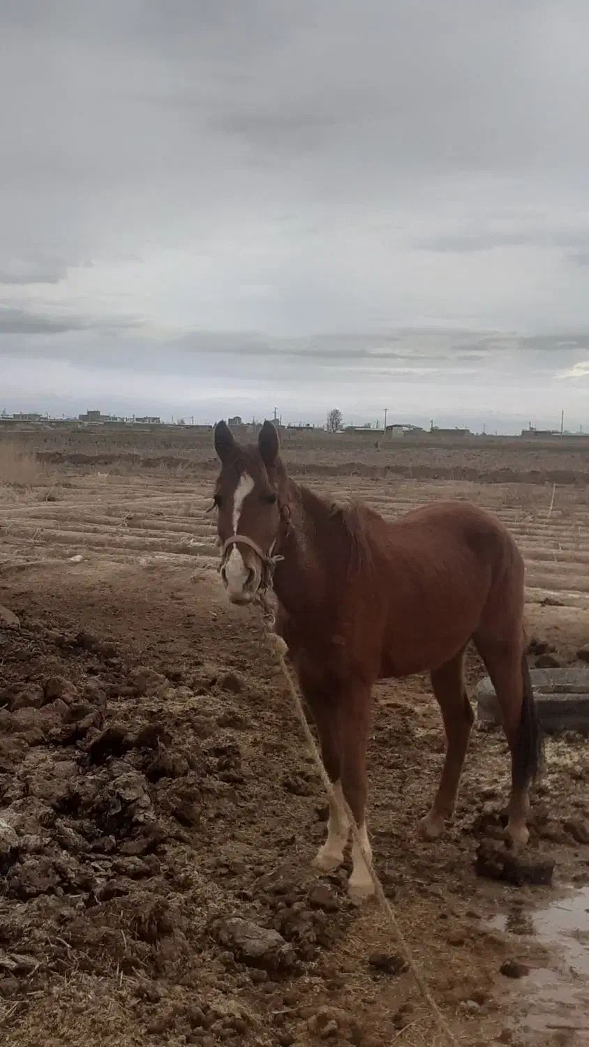 اسب|اسب و تجهیزات اسب‌سواری|تاکستان, |دیوار