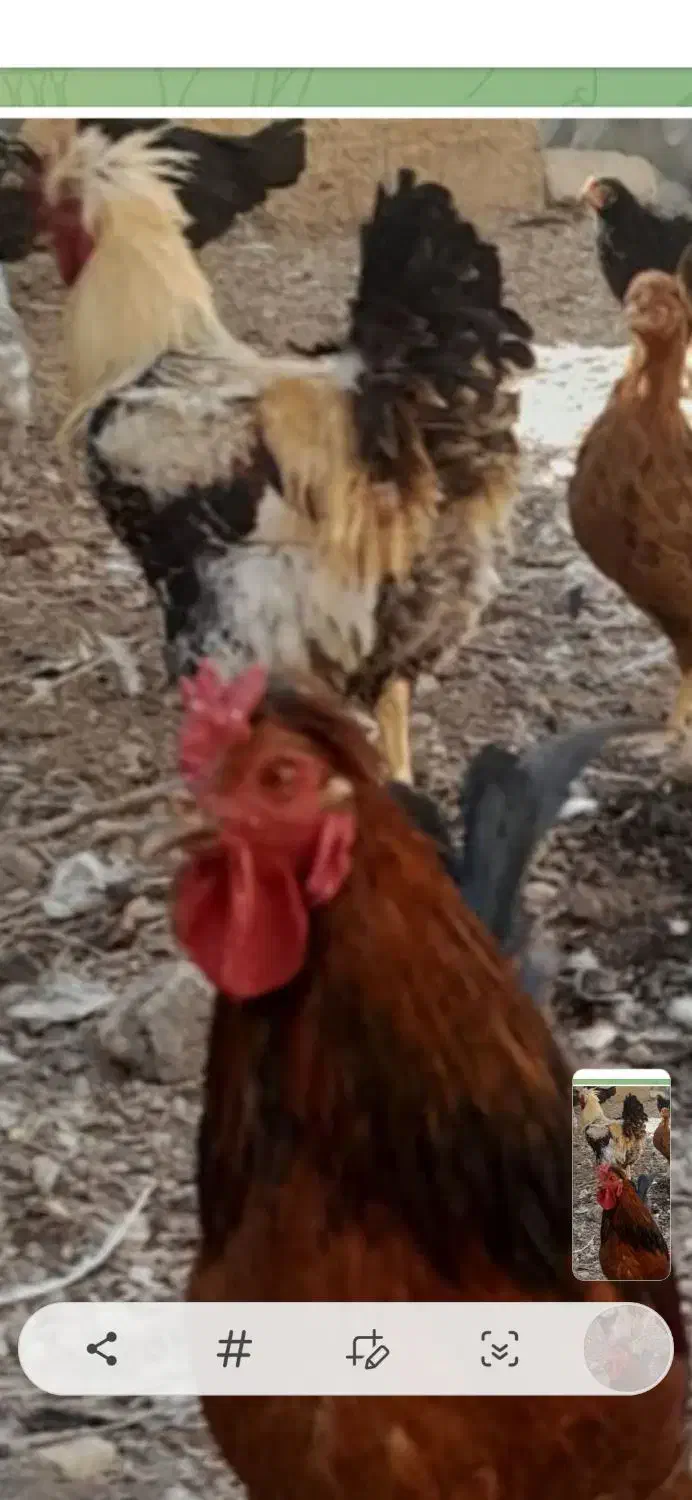 فروس خروس بزرگ|حیوانات مزرعه|ورزنه, |دیوار