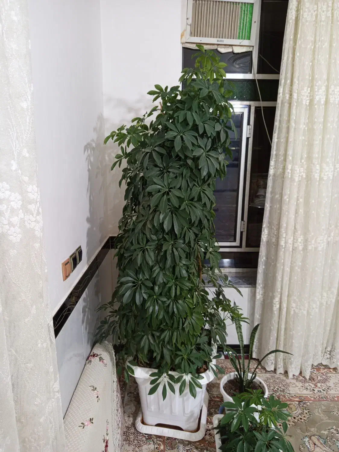 گل شفلرا|گل و گیاه طبیعی|کنگاور, |دیوار