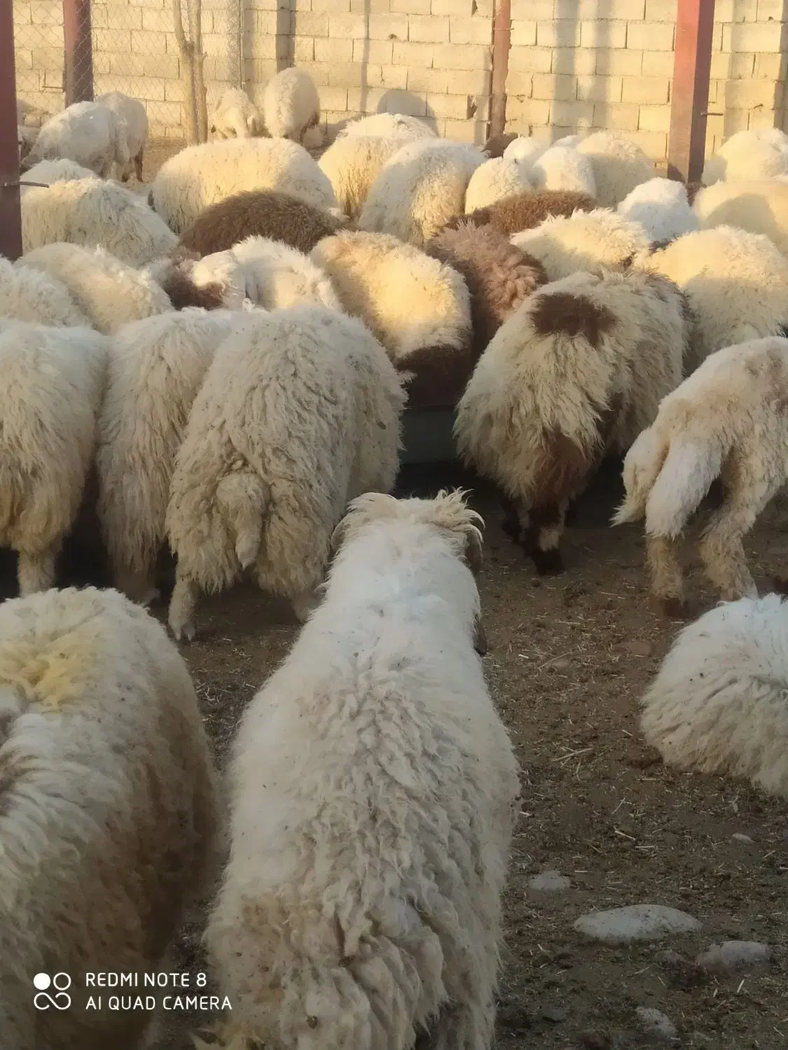 میش یا بره|حیوانات مزرعه|آبدانان, |دیوار