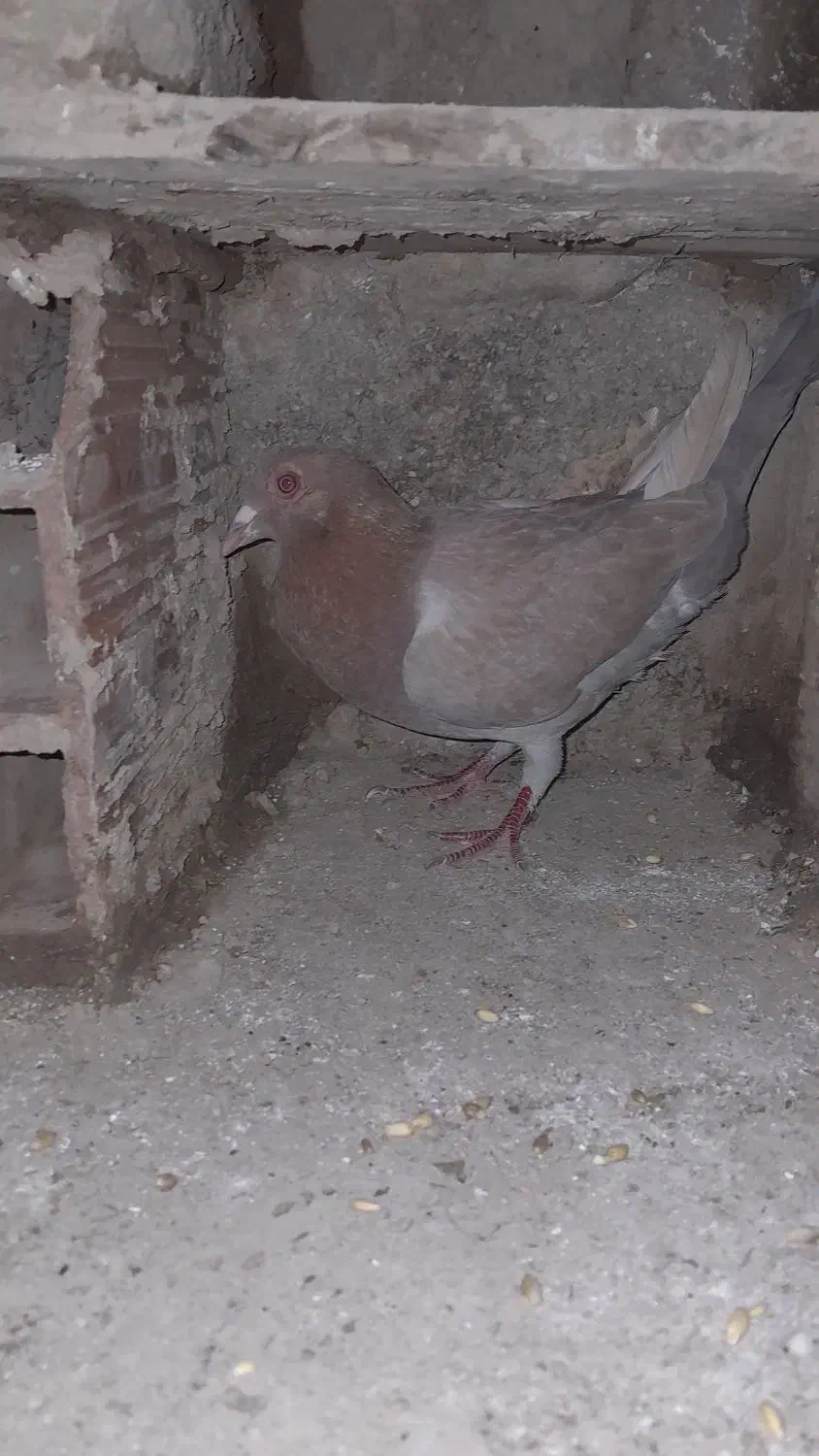 یک زرده ماده|پرنده|بجنورد, |دیوار