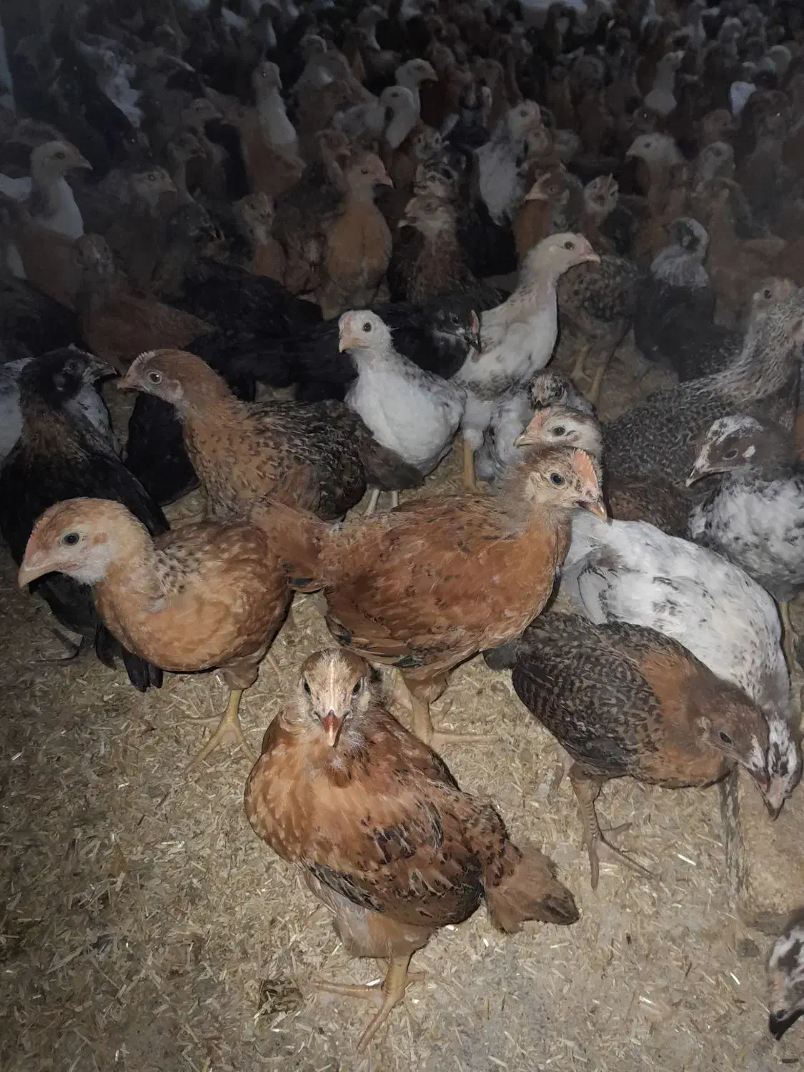 جوجه مرغ و خروس محلی یک ماهه نژاد گلپایگان|حیوانات مزرعه|ساری, |دیوار