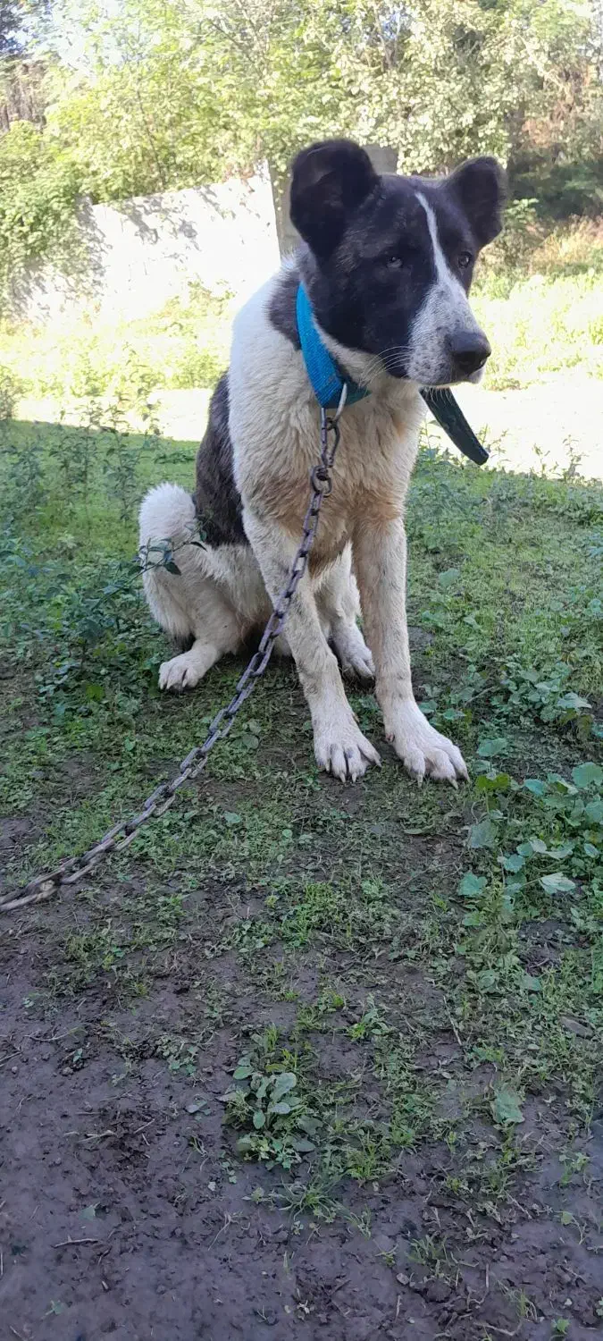 سراب افغان|سگ|رشت, یخسازی|دیوار