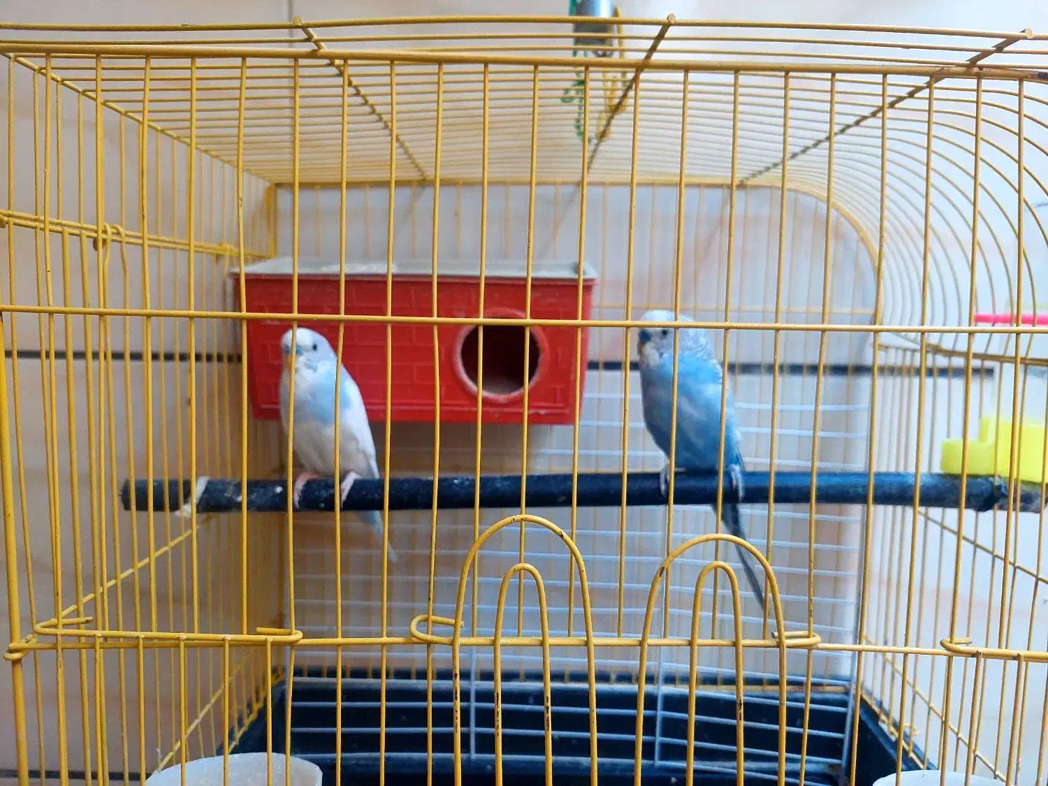 فروش دو مرغ عشق نر|پرنده|بهبهان, |دیوار