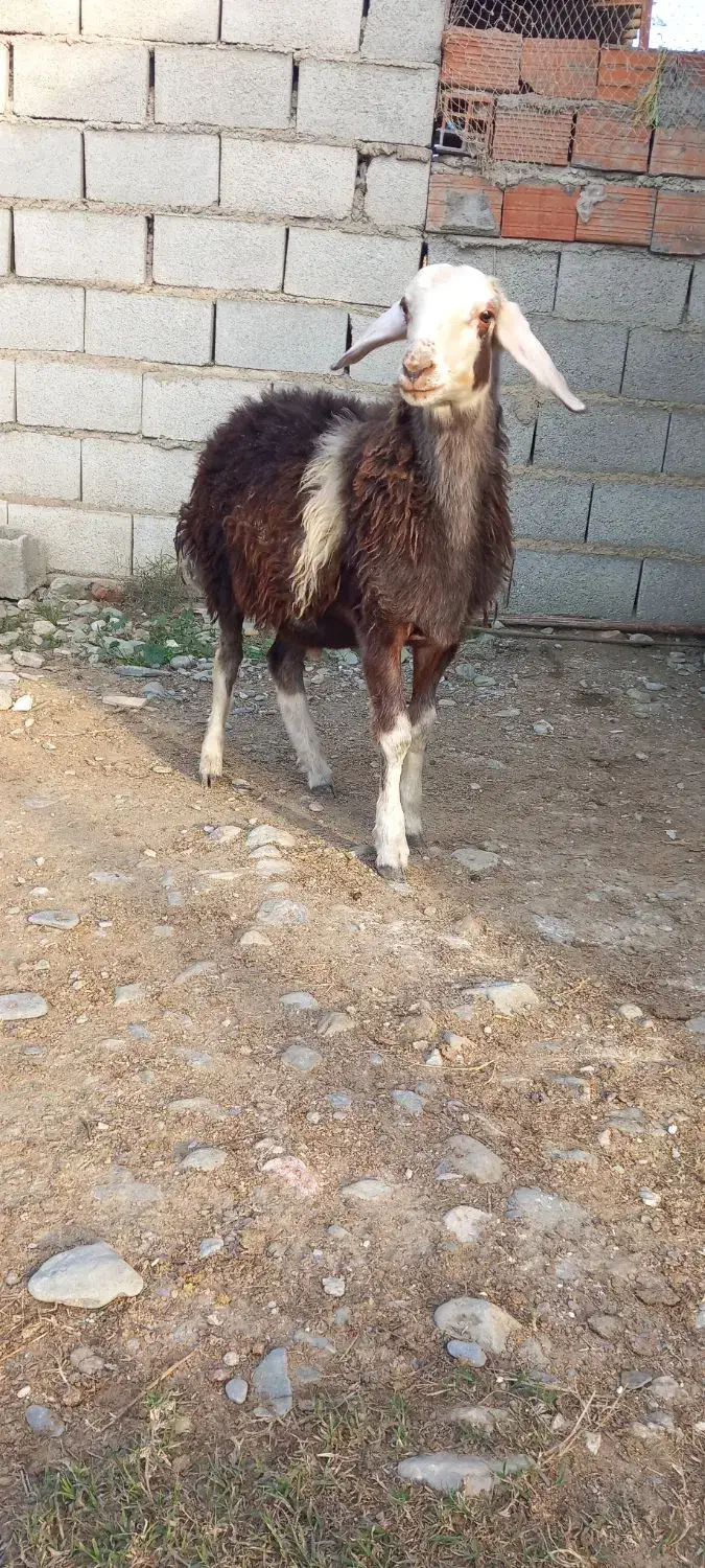 نر بره|حیوانات مزرعه|گمیشان, |دیوار