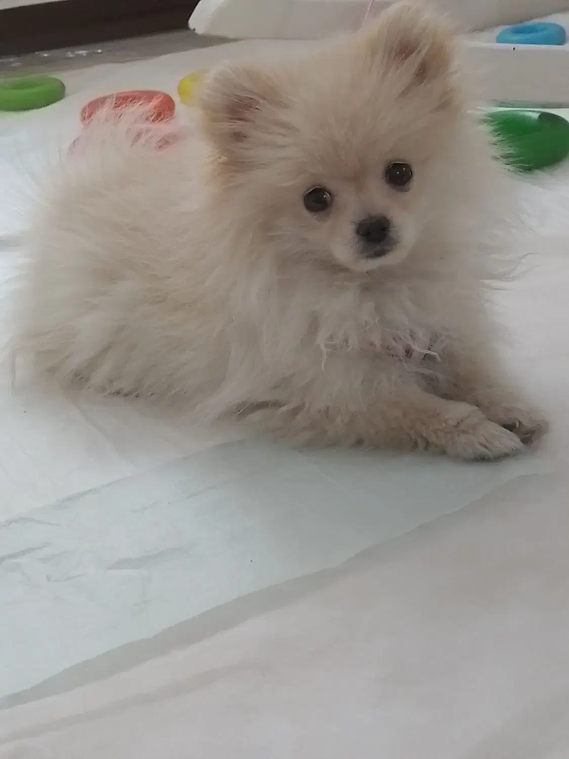 سگ پامر|سگ|تهران, بیسیم|دیوار