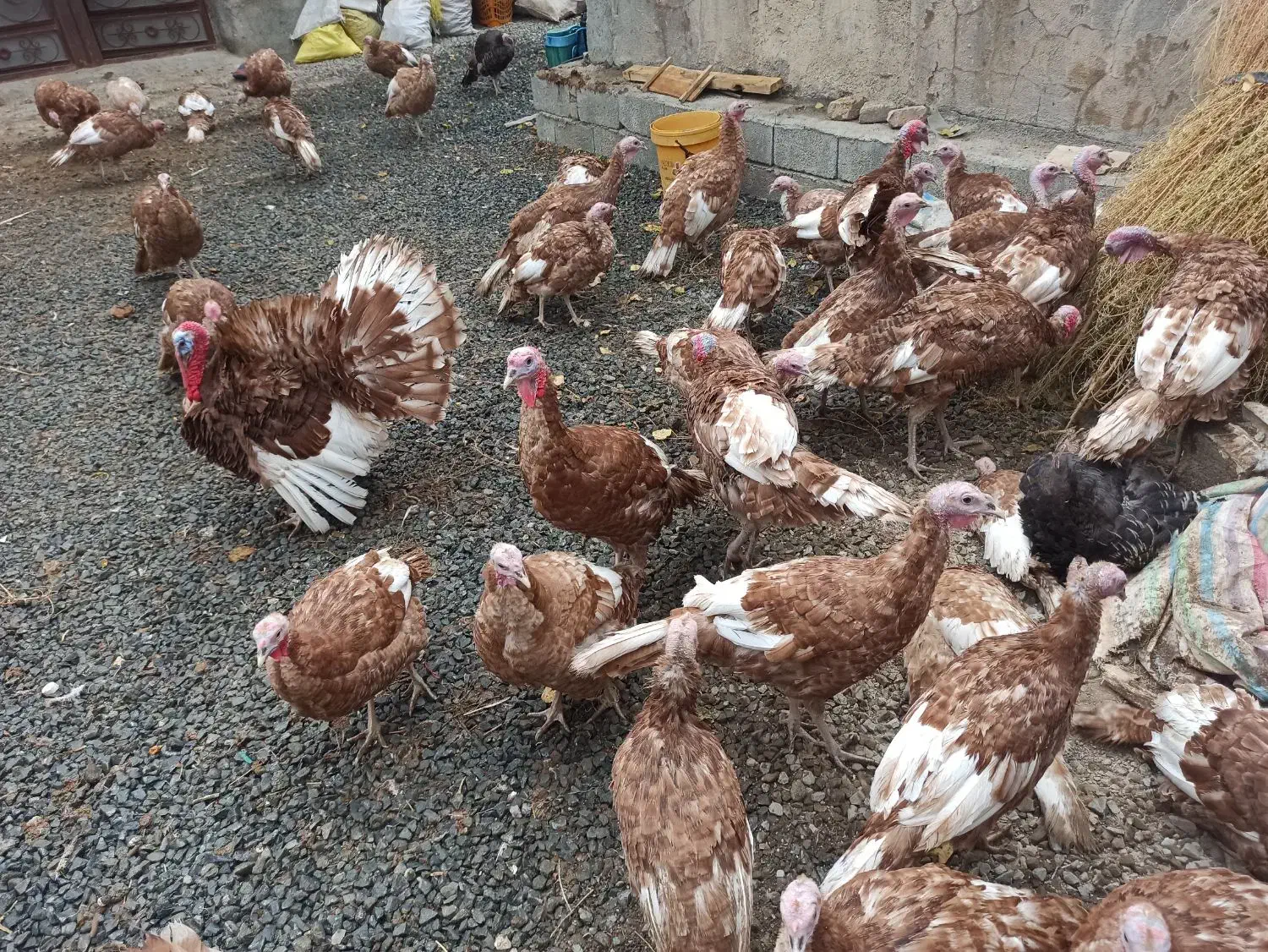 بوقلمون|حیوانات مزرعه|کامیاران, |دیوار