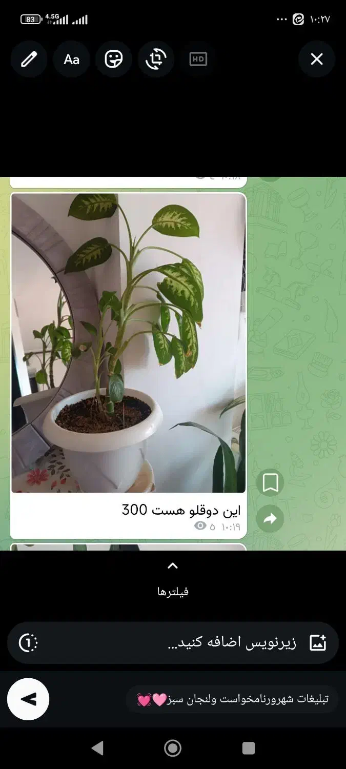 گل‌های طبیعی خونگی|گل و گیاه طبیعی|فولادشهر, فولادشهر|دیوار
