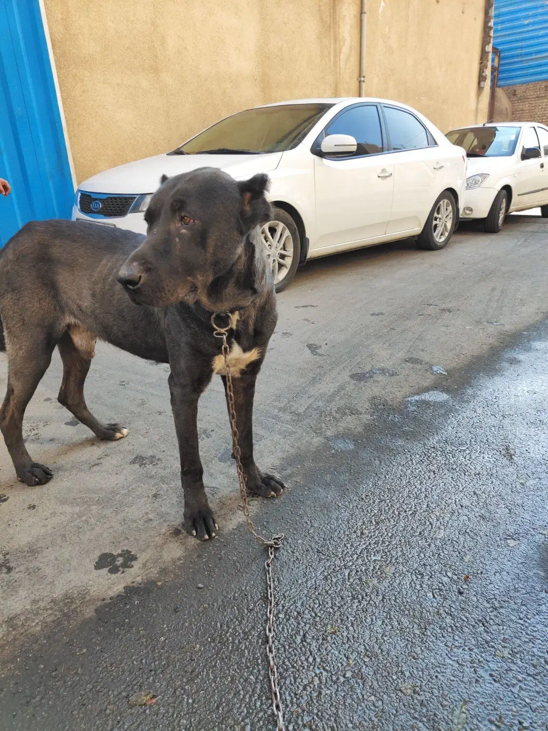 سگ سرابی|سگ|پاکدشت, پاکدشت (مامازند)|دیوار