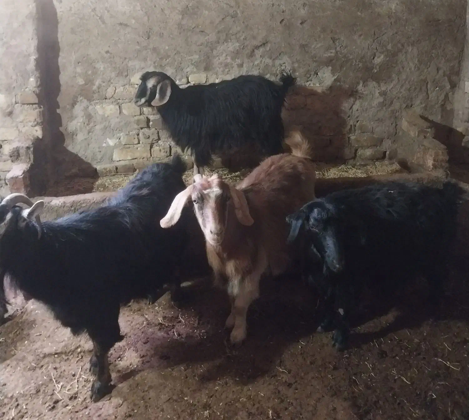 ۴ عدد بز|حیوانات مزرعه|سجاس رود, |دیوار