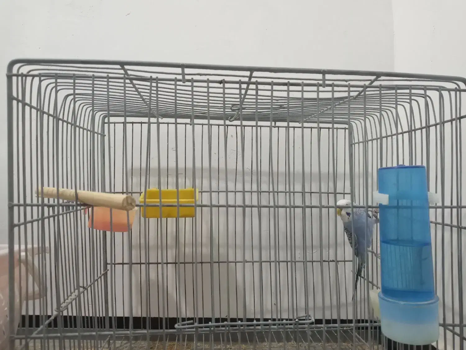 مرغ عشق|پرنده|صحنه, |دیوار