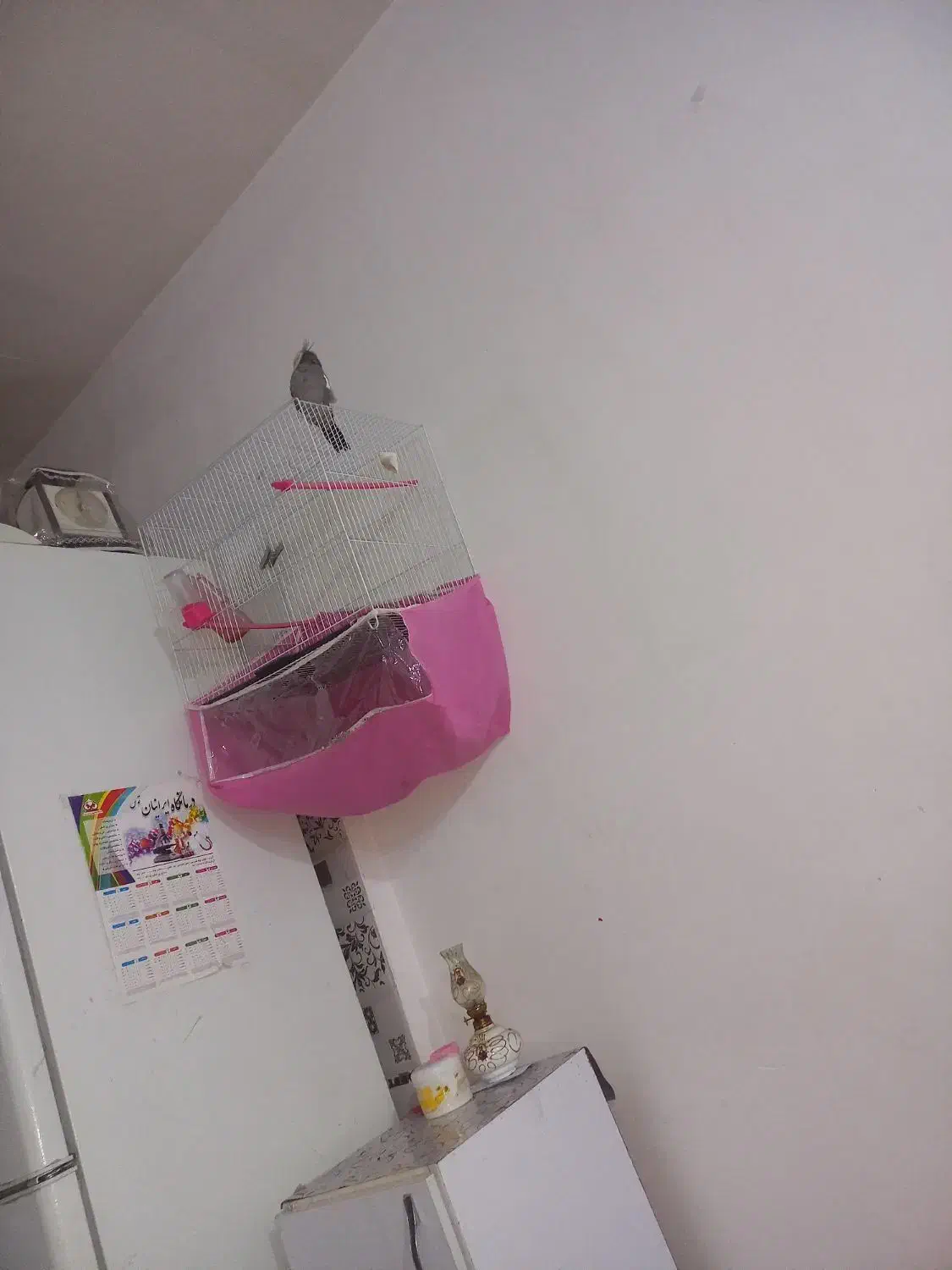 عروس|پرنده|مشهد, طبرسی شمالی|دیوار