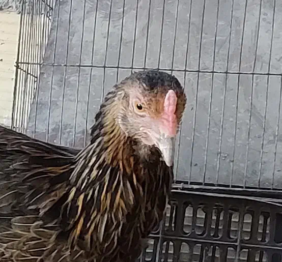 مرغ معامله با مرغ عشق ، فنچ|حیوانات مزرعه|ایرانشهر, |دیوار