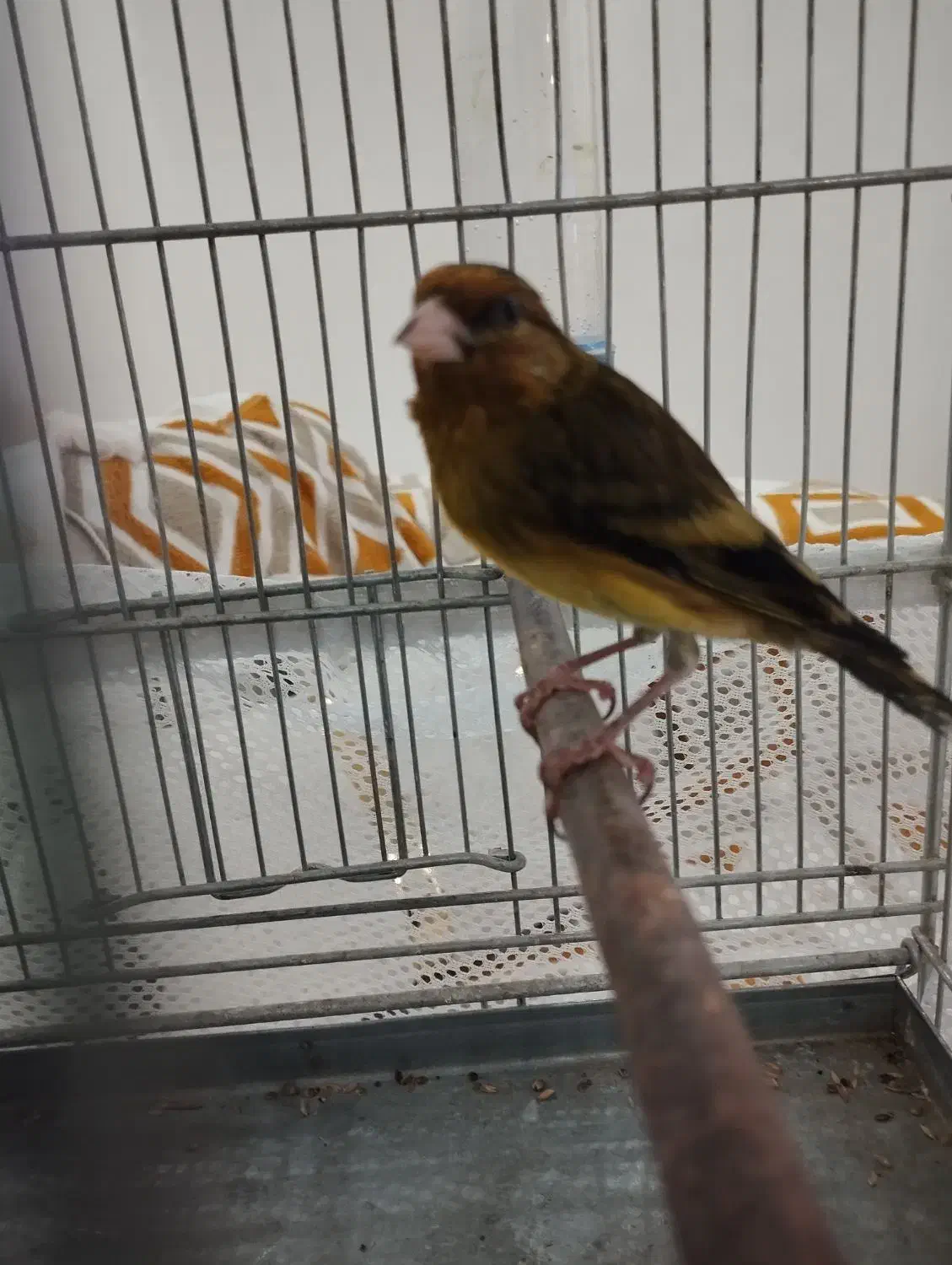 سهره قناری استاد سبک بیات|پرنده|تهران, گلستان (شهرک راه آهن)|دیوار