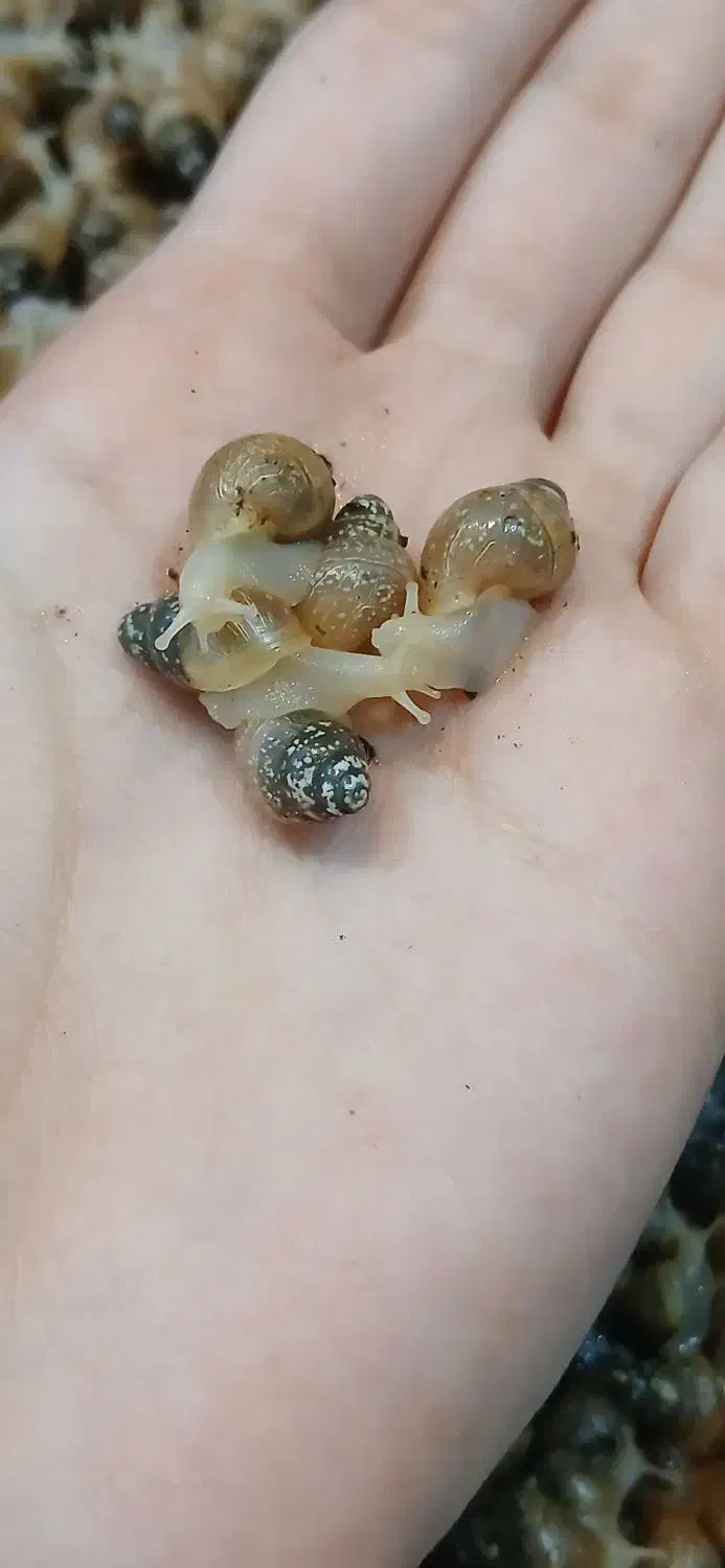 بچه حلزون ۲۰ روزه|خزنده|تهران, مدائن|دیوار