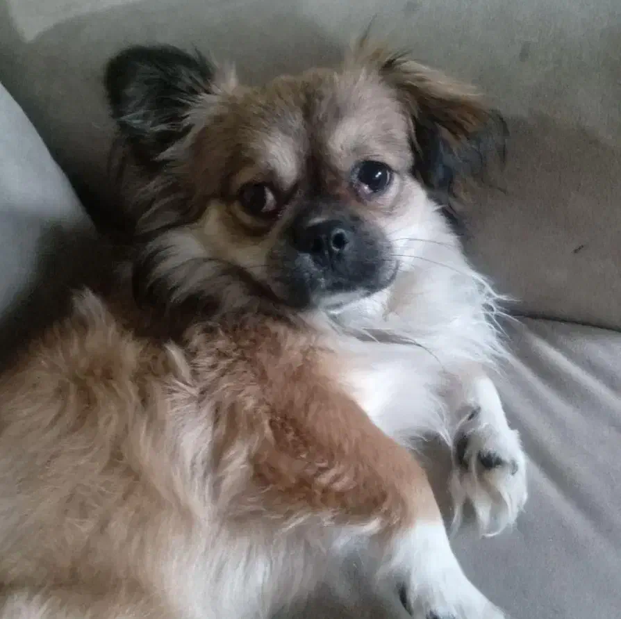 پامرپکینیز گمشده|حیوانات|تبریز, |دیوار