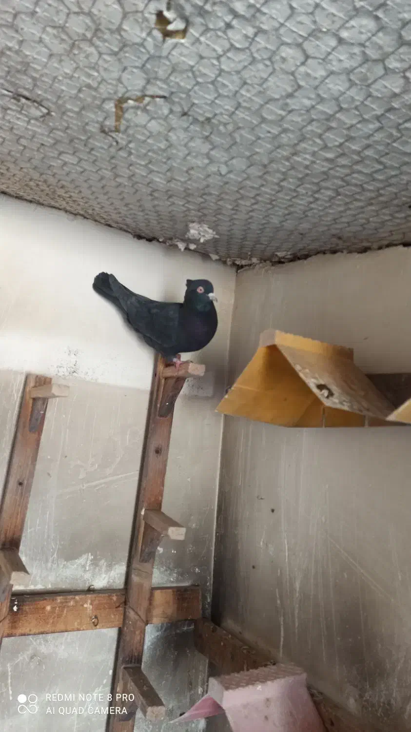 کبوتر دمبی طوقی وسیاه چش چنگ سفیدپالخت|پرنده|کازرون, |دیوار