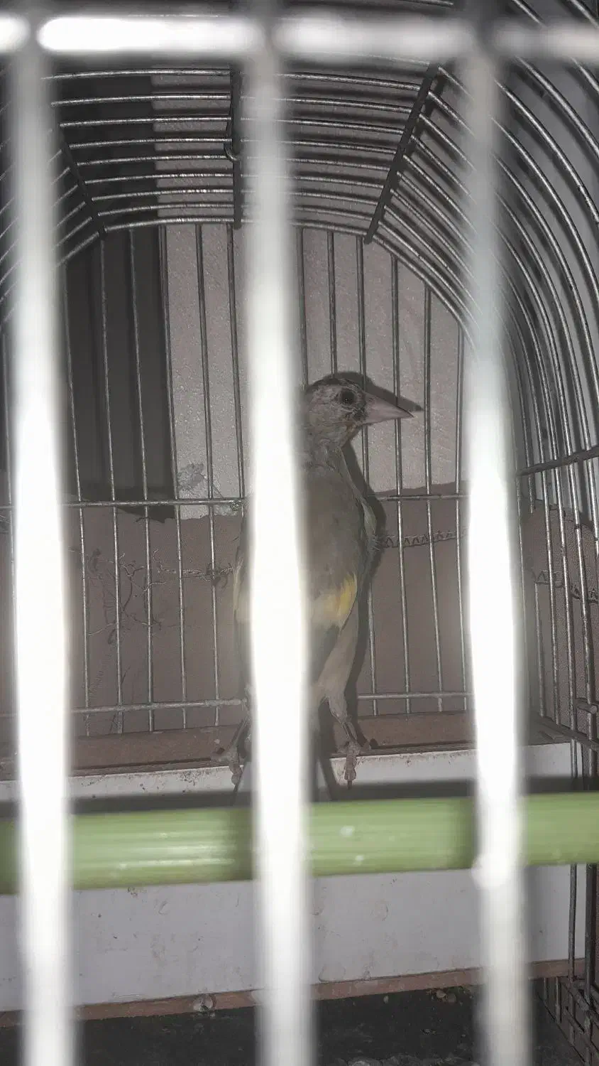 جوجه سهره|پرنده|دلیجان, |دیوار