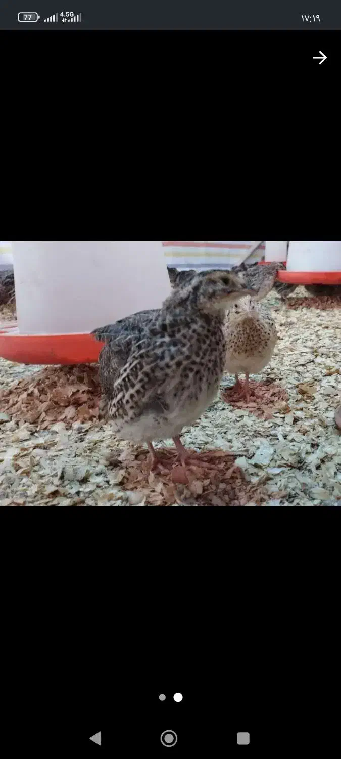 فروش بلدر چین زنده ارگانیک|حیوانات مزرعه|قائم‌شهر, |دیوار