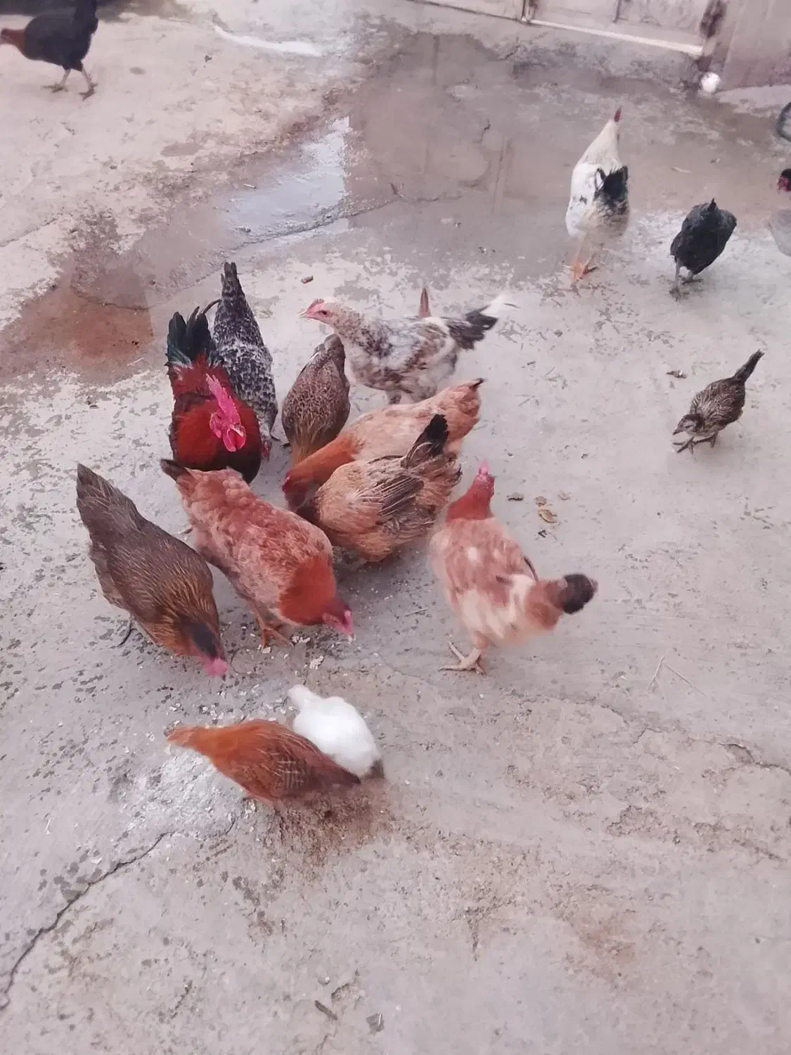 خروس|حیوانات مزرعه|بانش, |دیوار