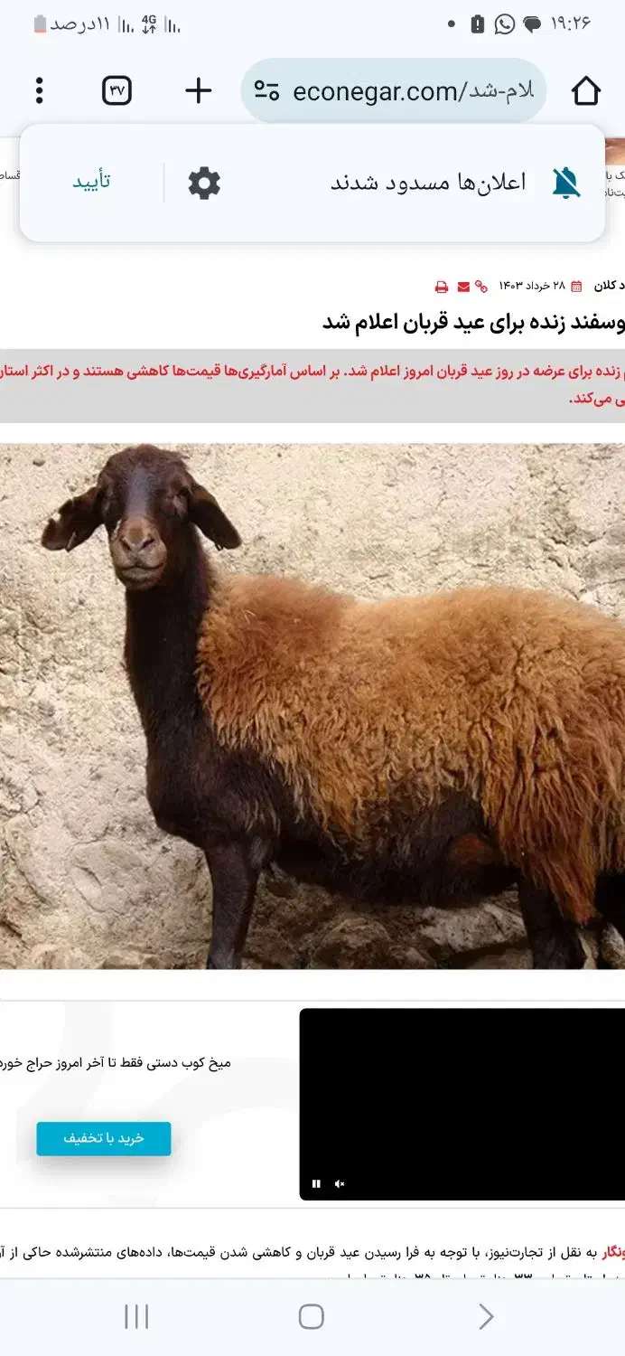 میش و بره در دامداری صداقت|حیوانات مزرعه|محمدشهر, محمدشهر|دیوار