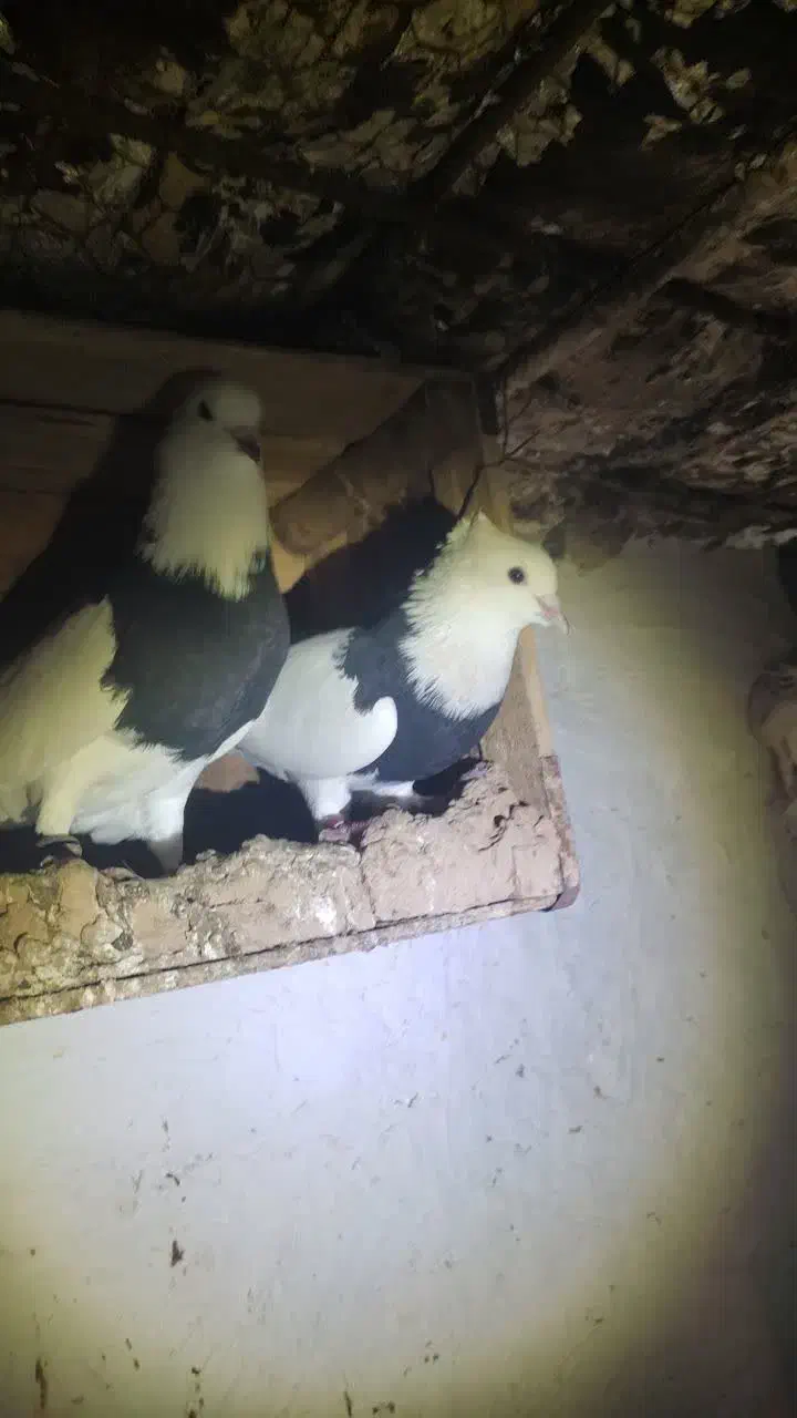 طوقی|پرنده|امیدیه, |دیوار