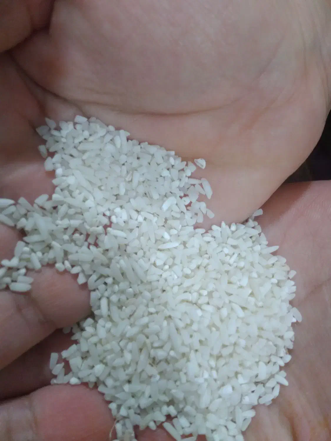 برنج نیم دانه هاشمی|خوردنی و آشامیدنی|لاهیجان, طالقانی|دیوار